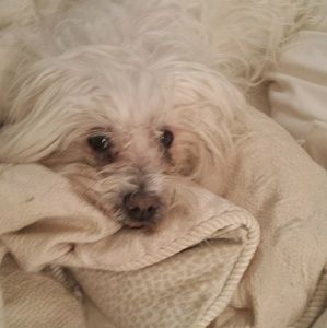 Meet your Posher, Sindi